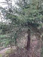 Image of Cooley Spruce Gall Adelgid