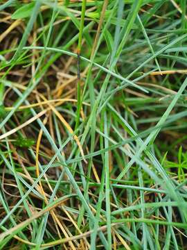 Festuca longifolia Thuill. resmi