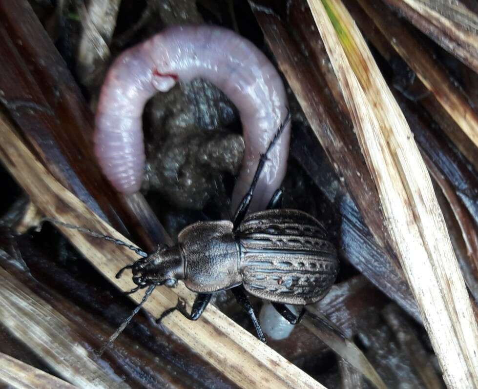 Imagem de Carabus (Homoeocarabus) maeander Fischer von Waldheim 1820