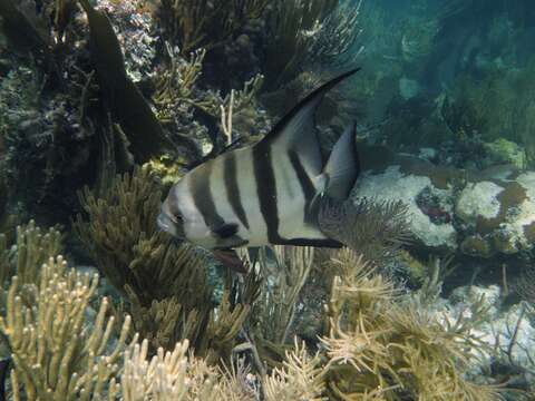 Chaetodipterus resmi