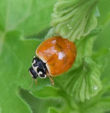 Image of Spotless Lady Beetles