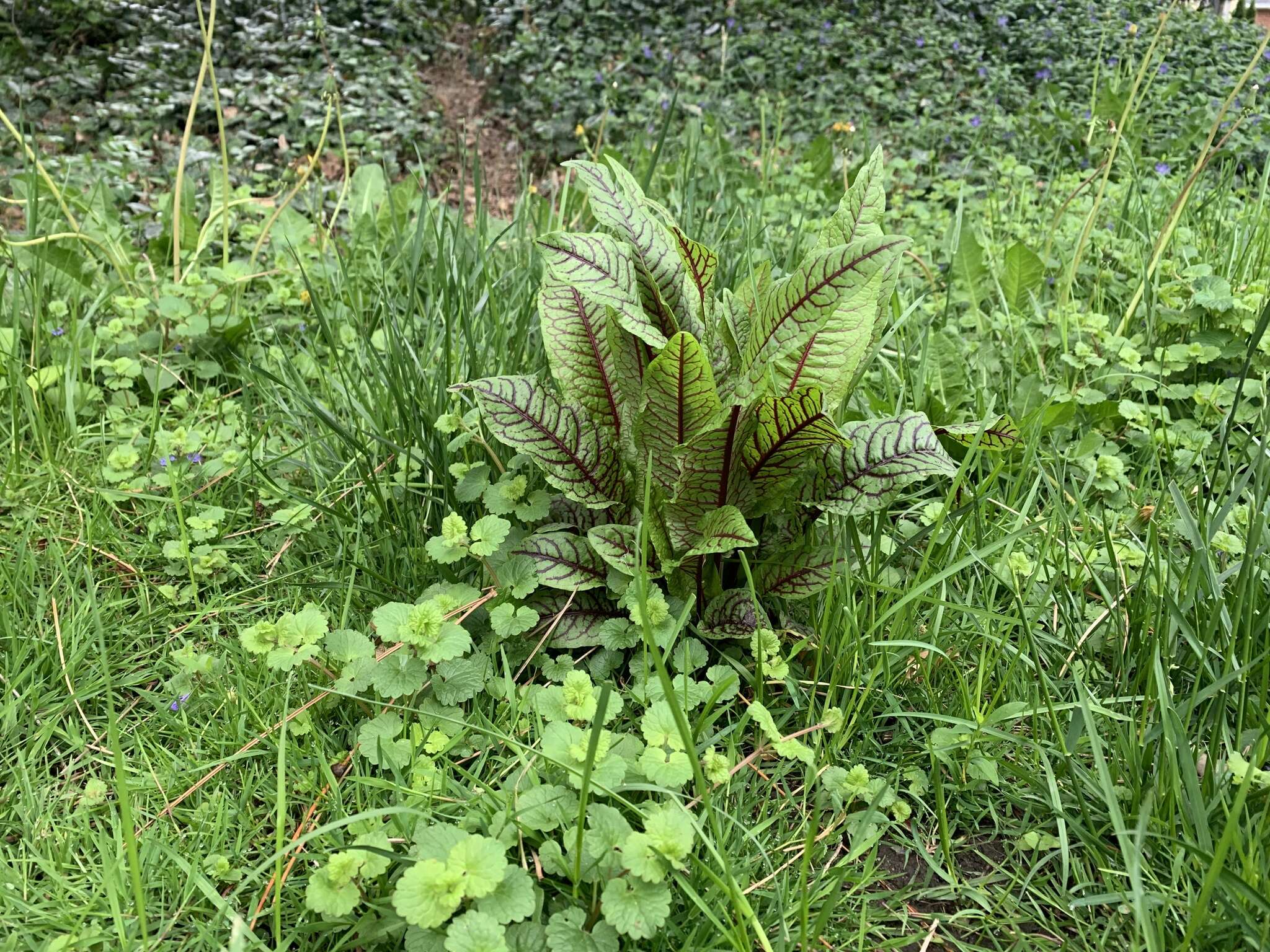 Image of <i>Rumex <i>sanguineus</i></i> var. sanguineus