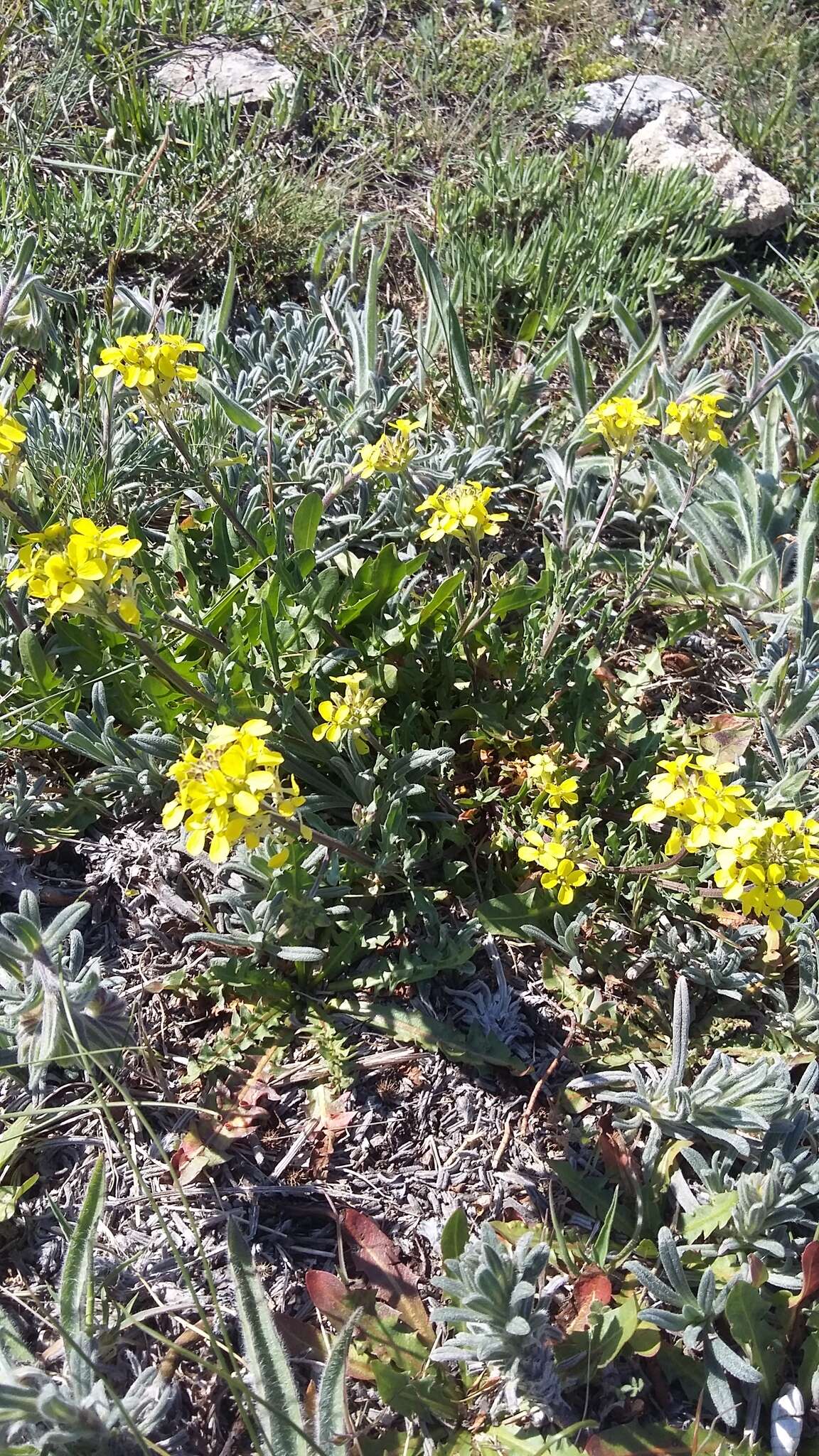 Слика од Erysimum cuspidatum (M. Bieb.) DC.