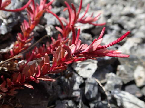 Image of Epilobium porphyrium G. Simpson