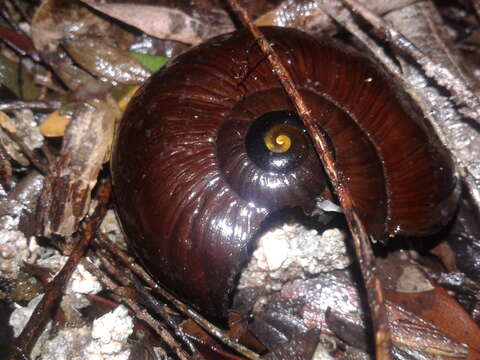 Image of Powelliphanta superba (Powell 1930)