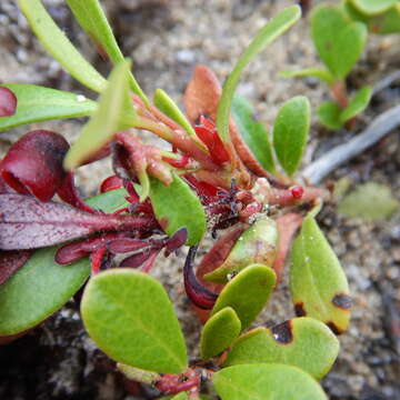 Exobasidium uvae-ursi (Maire) Juel 1912 resmi