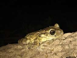 Image of Black-spotted Casque-headed Treefrog