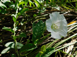 Image of Aniseia argentina (N. E. Br.) O'Donell