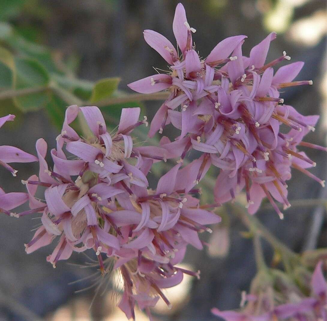 Sivun Acourtia thurberi (A. Gray) Reveal & R. M. King kuva