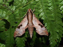 Image of Enpinanga borneensis (Butler 1879)