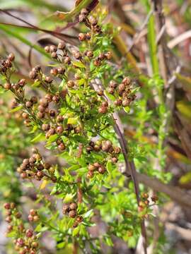 Image of Spreading Pinweed