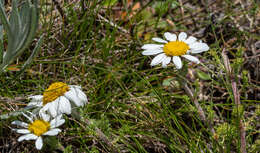 Image of Anthemis tigreensis J. Gay ex A. Rich.