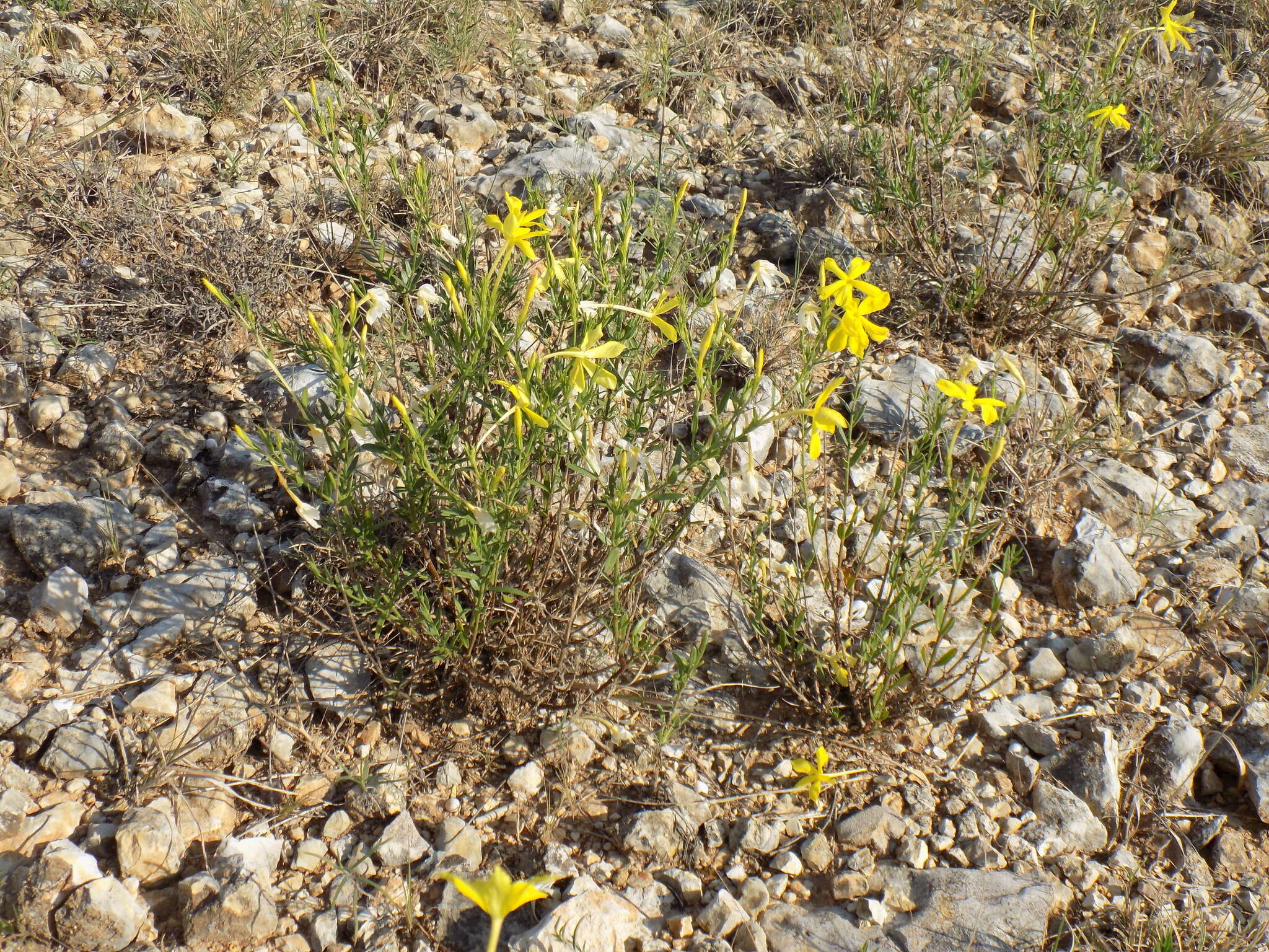 Image of showy menodora