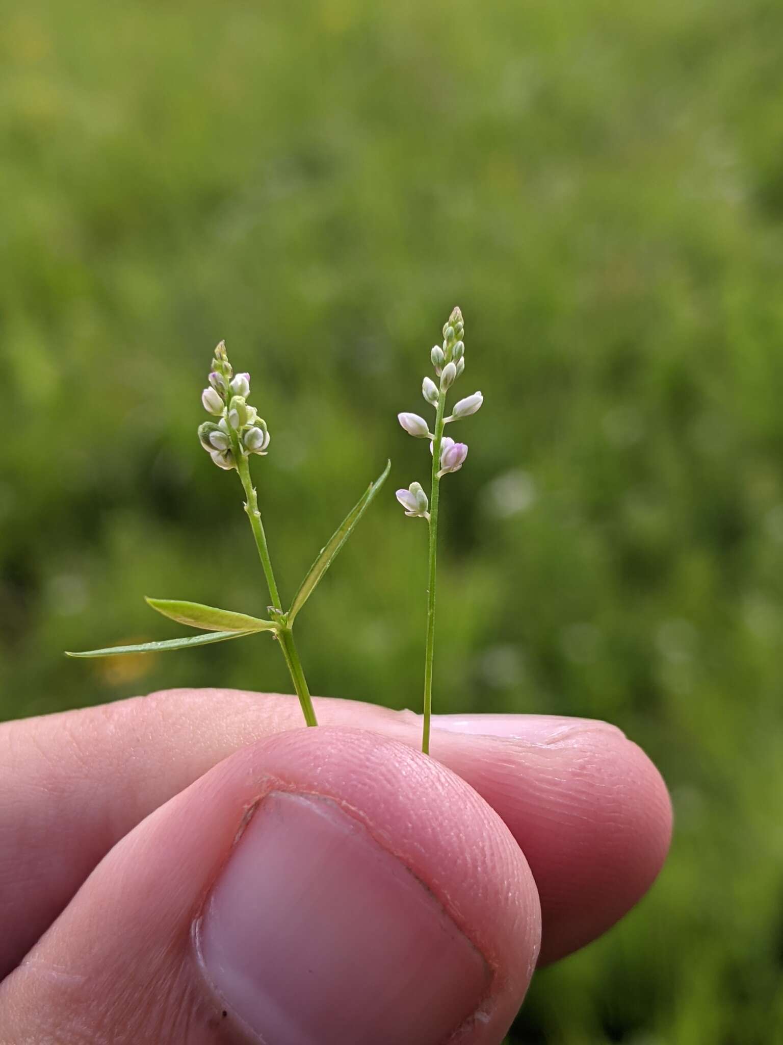 Image of whorled milkwort