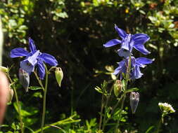 Image of Alpine Columbine