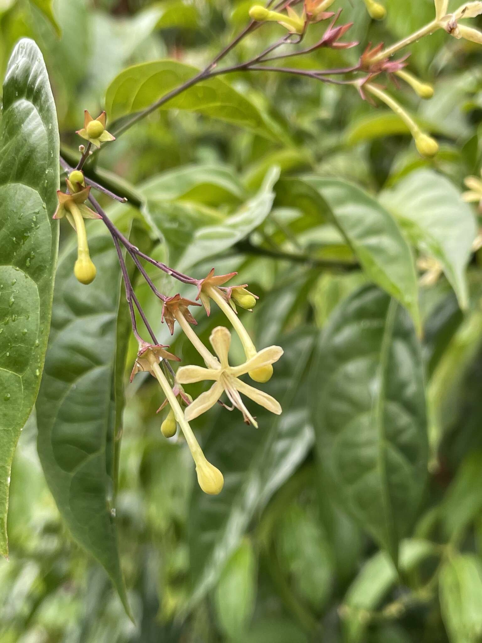 Sivun Clerodendrum laevifolium Blume kuva