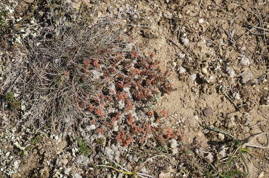 Imagem de Paronychia cephalotes (M. Bieb.) Besser