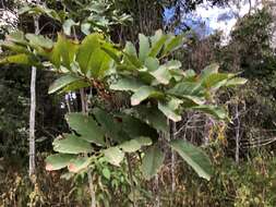 Image of Cupaniopsis tomentella (F. Müll. ex Benth.) S. T. Reynolds