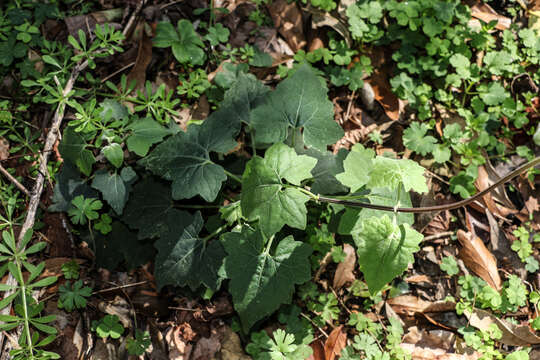 Image of hemp vine