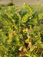 Image of black henbane