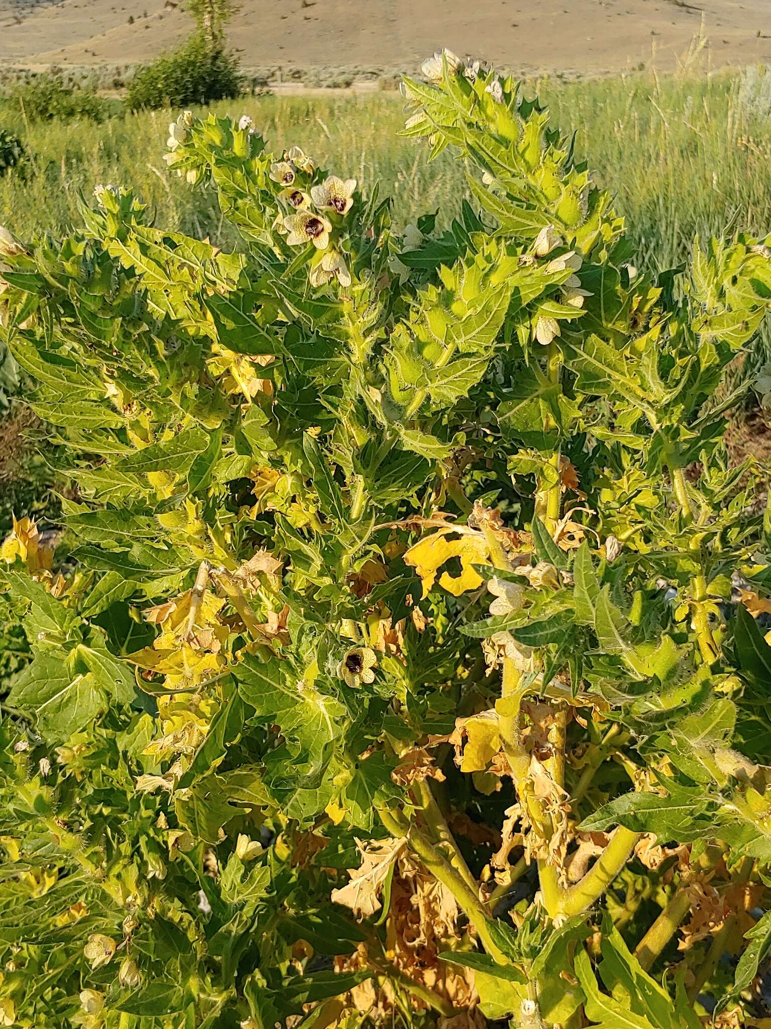 Image of black henbane