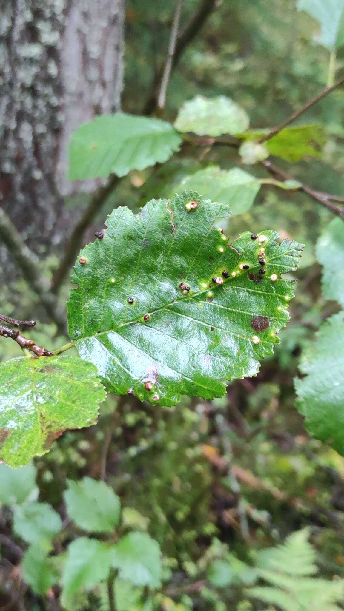 Image de <i>Eriophyes alniincanae</i>