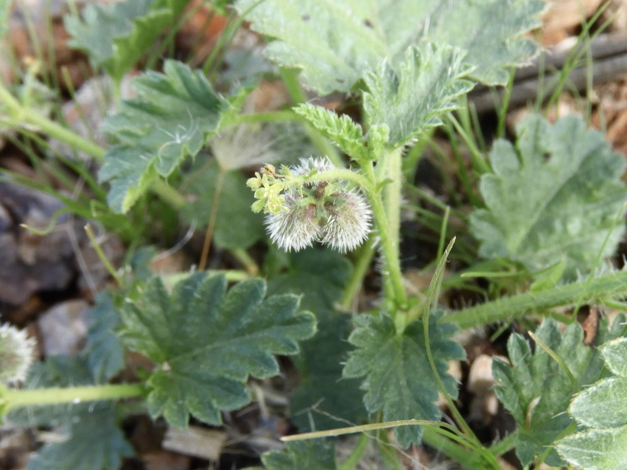 Image of Tragia geraniifolia Klotzsch ex Müll. Arg.