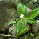 Image de Tradescantia orchidophylla Rose & Hemsl.