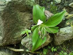 Image of Tradescantia orchidophylla Rose & Hemsl.