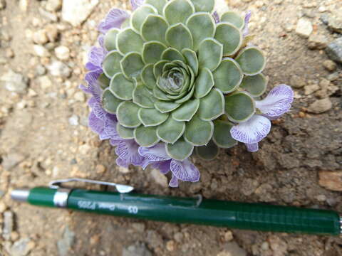 Imagem de Viola columnaris Skottsb.