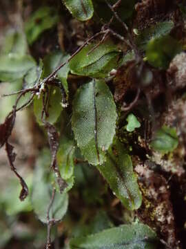 Image of Hymenophyllum armstrongii (Bak.) Kuhn