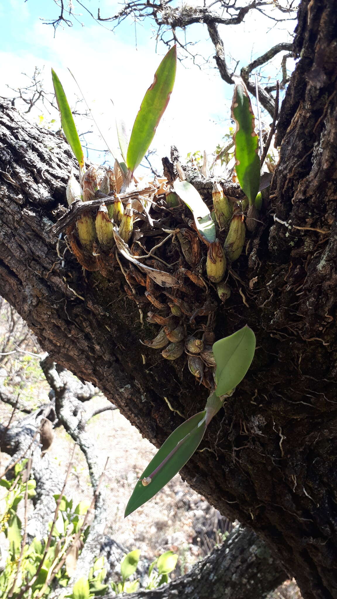 Image of Laelia speciosa (Kunth) Schltr.