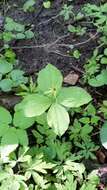 Image of herb Paris