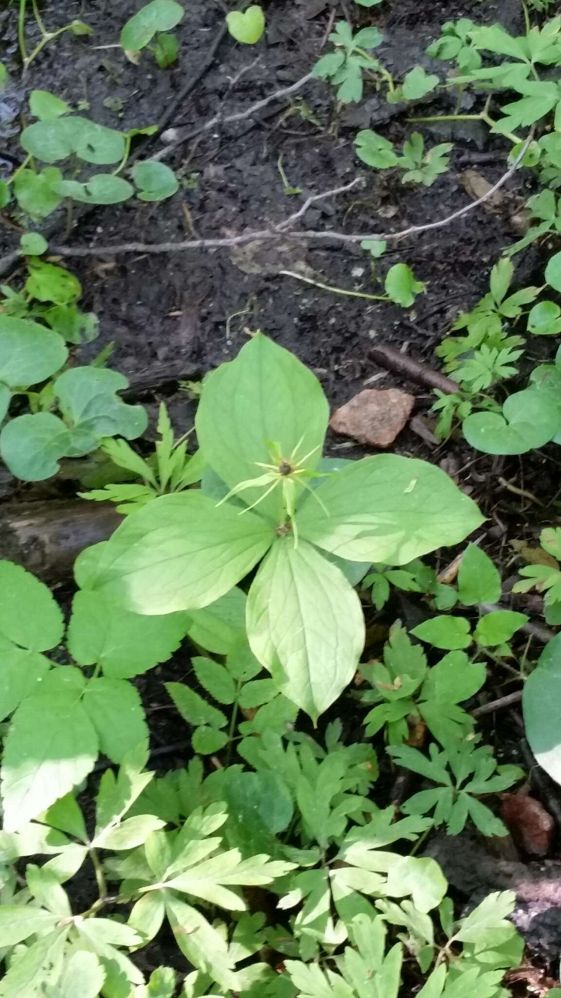 Image of herb Paris