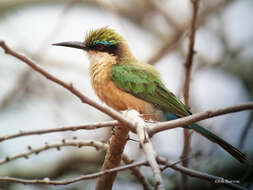 Image of Somali Bee-eater