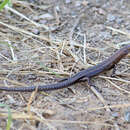 Image of Common Litter Skink