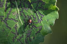 Image of poplar leaf-rolling weevil