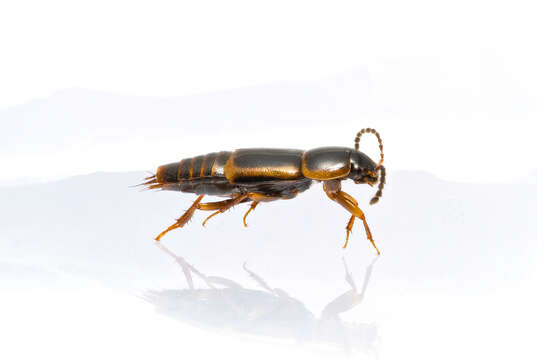 Image of Tachinus (Tachinus) flavolimbatus Pandellé 1869