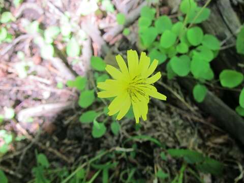 Image of creeping lettuce