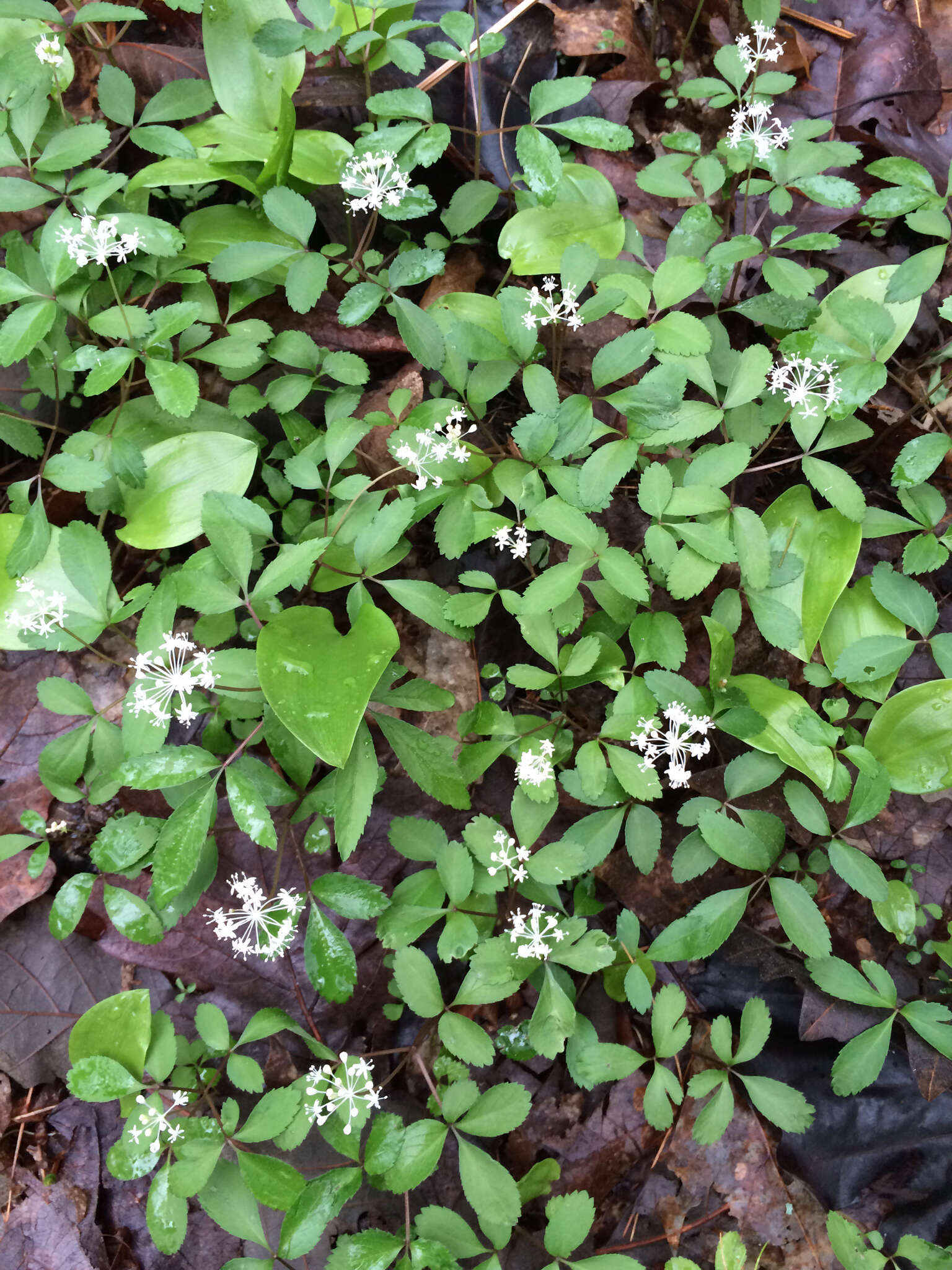 Image of dwarf ginseng