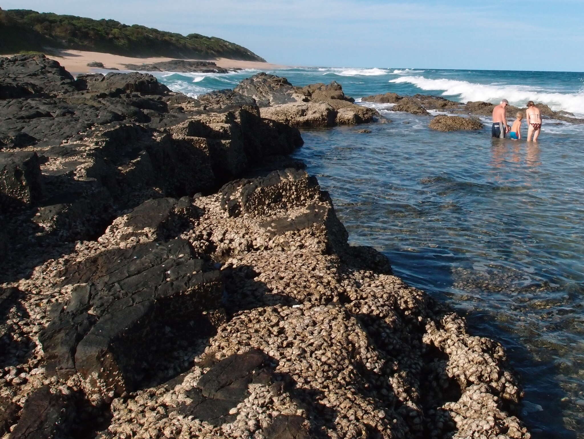 Image of Rock oyster