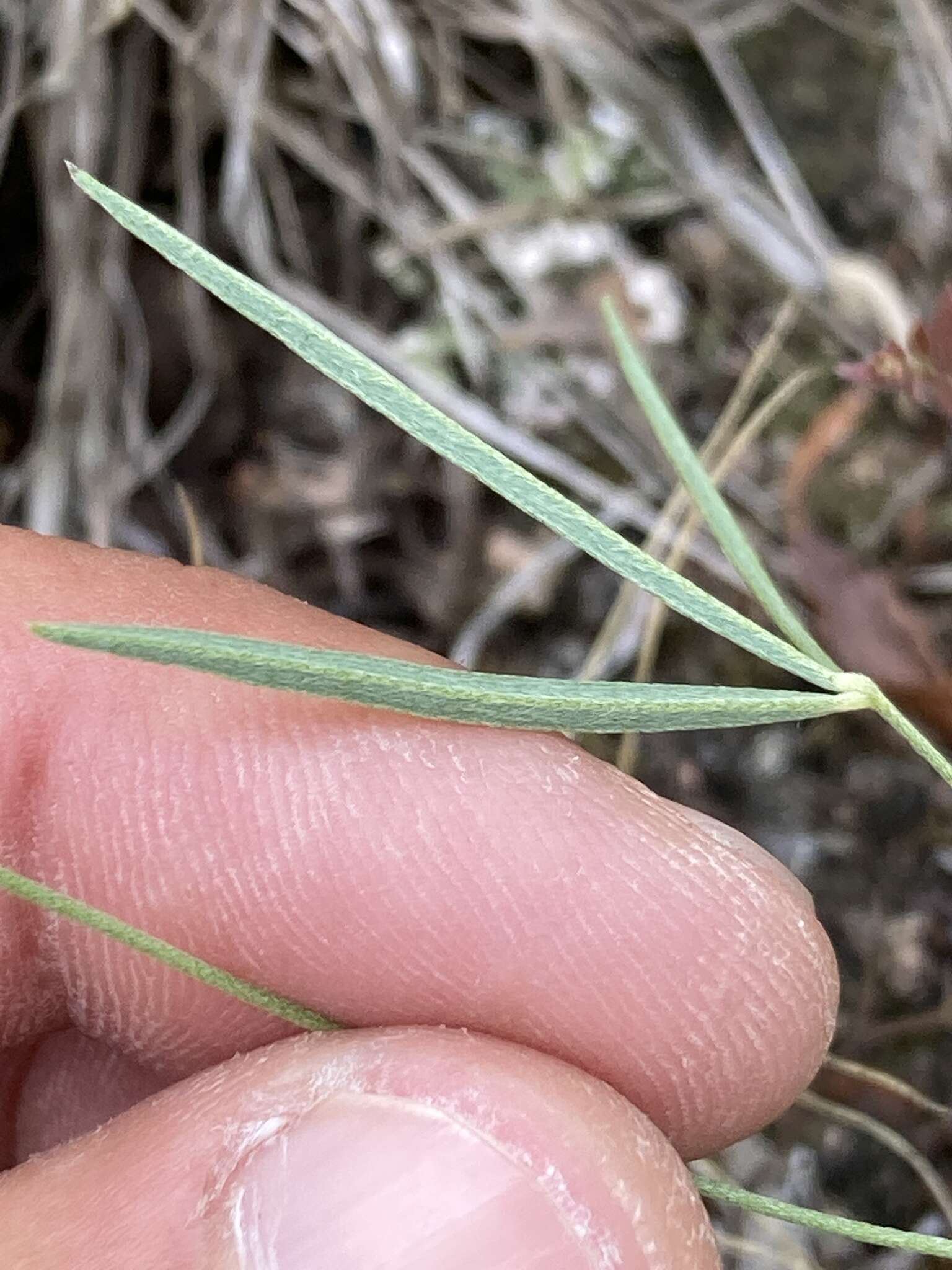 Image of Galactia gracillima Benth.