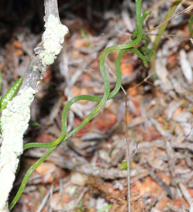 Image of Trachyandra revoluta (L.) Kunth