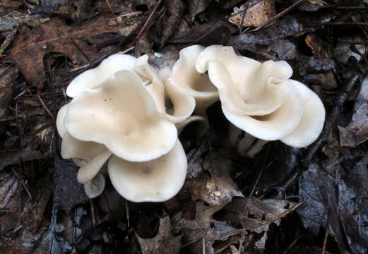 Image de Singerocybe adirondackensis (Peck) Zhu L. Yang & J. Qin 2014