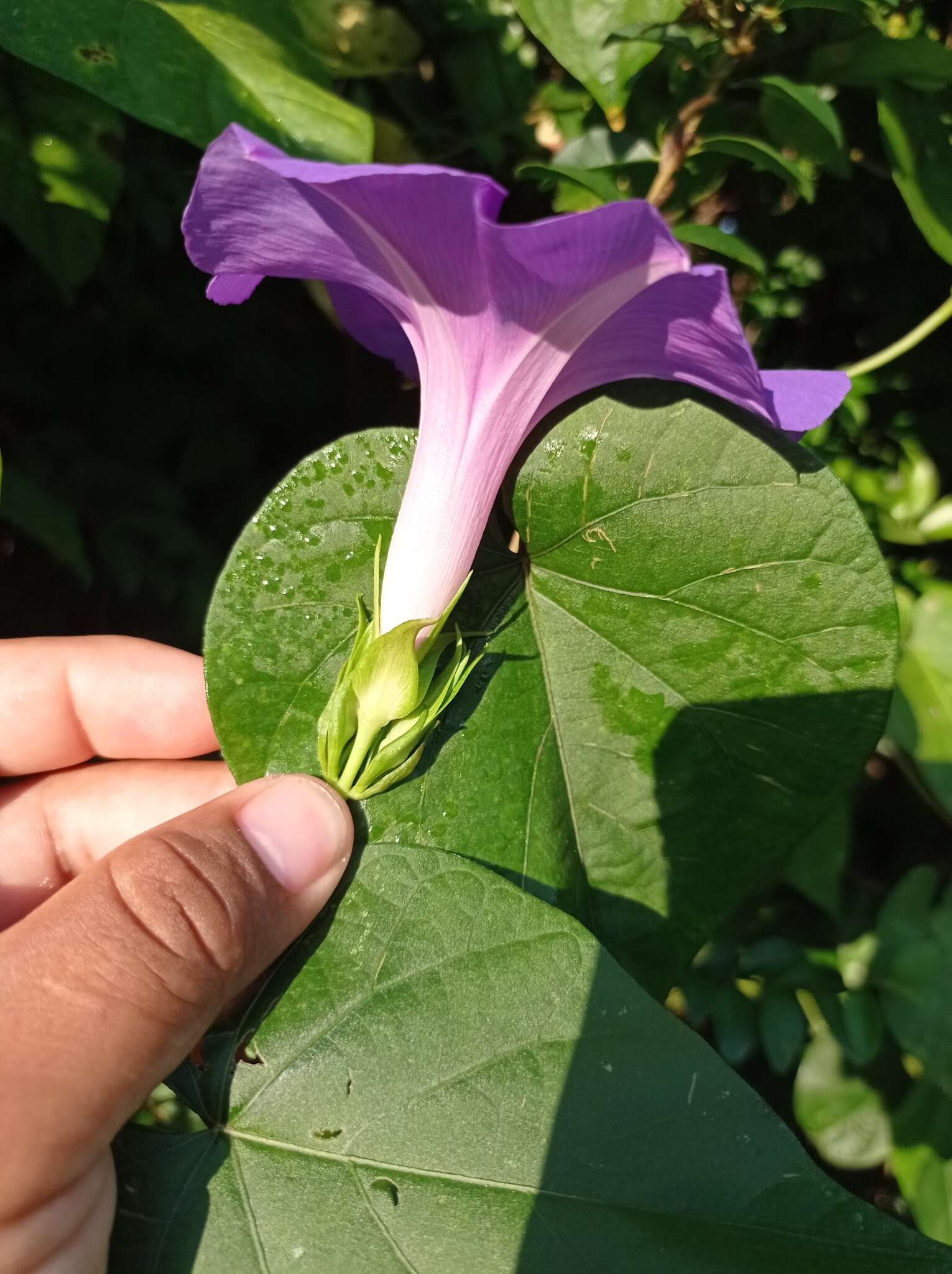 Image of Ipomoea variabilis (Schltdl & Cham.) Choisy