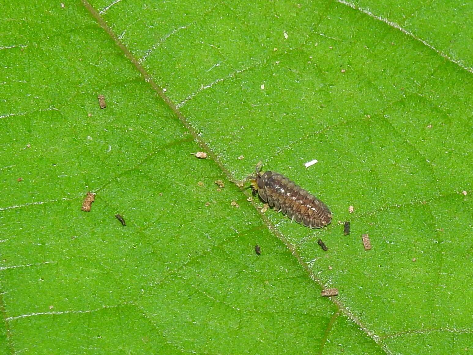 Image of Dryadillo maculatus (Arcangeli 1927)