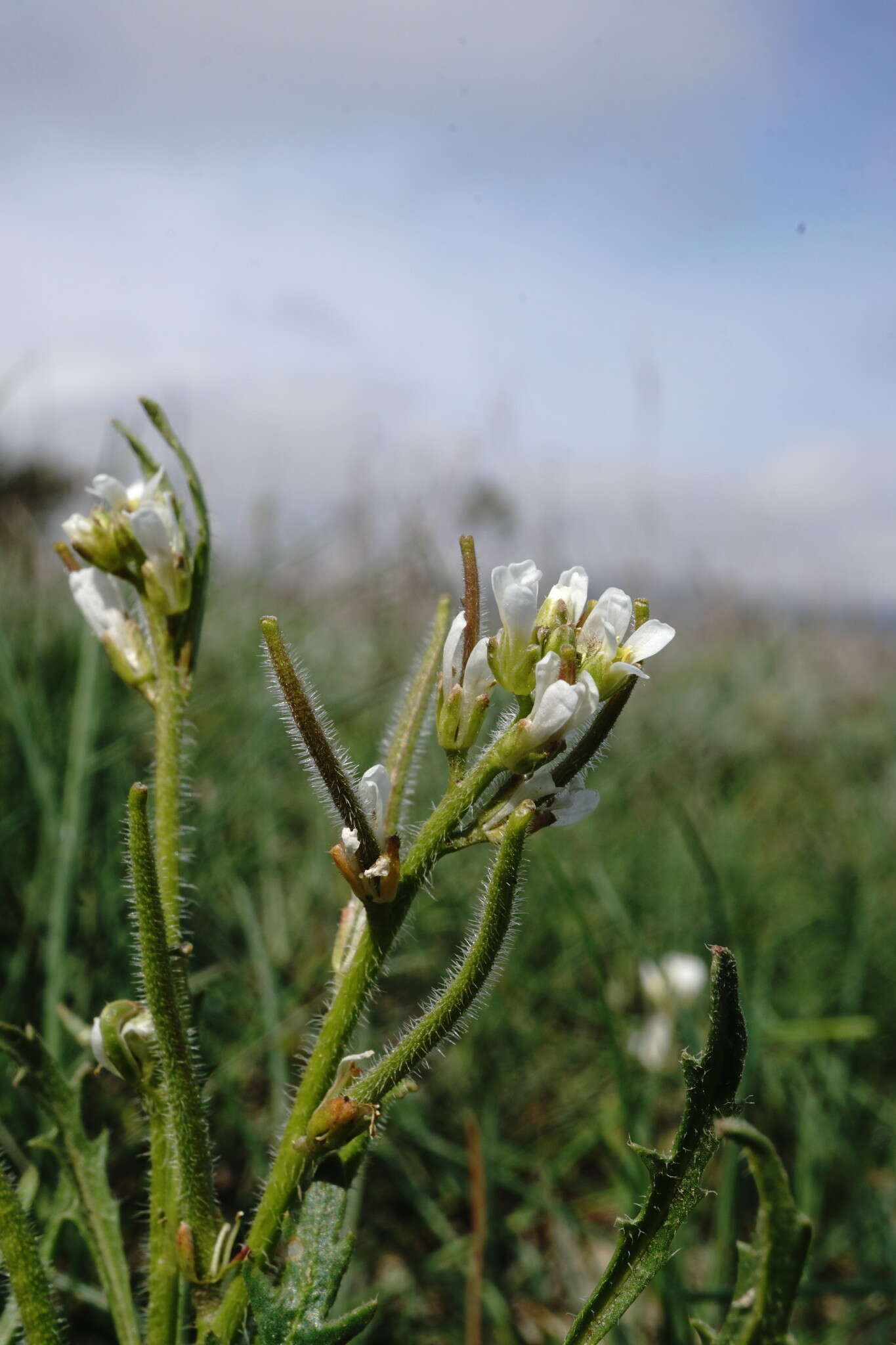 Image of Neotorularia torulosa (Desf.) Hedge & J. Léonard