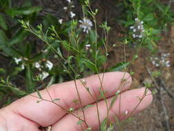 Image of smallflower dwarf-flax