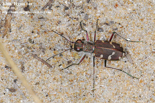 Image of Cicindela (Cicindela) transbaicalica Motschulsky 1844