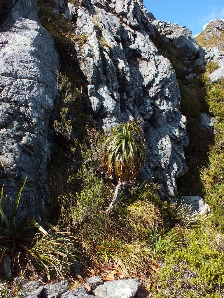 Image de Dracophyllum fiordense W. R. B. Oliv.